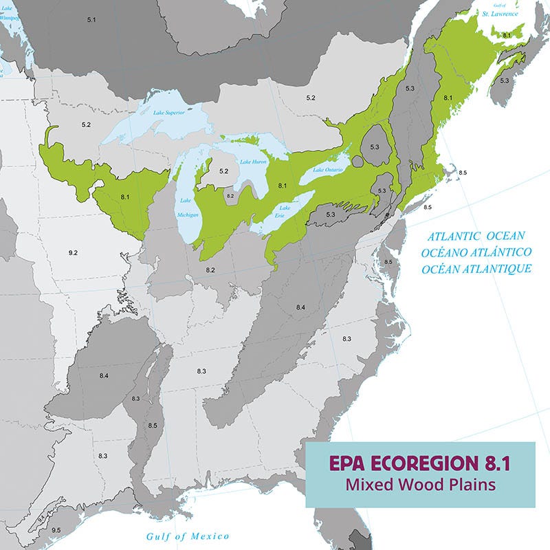 Ecoregion Native Plant Collection - Mixed Wood Plains