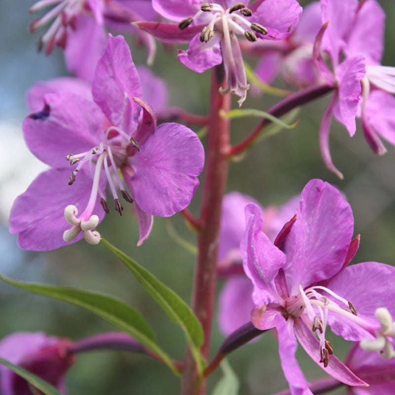Fireweed Seeds