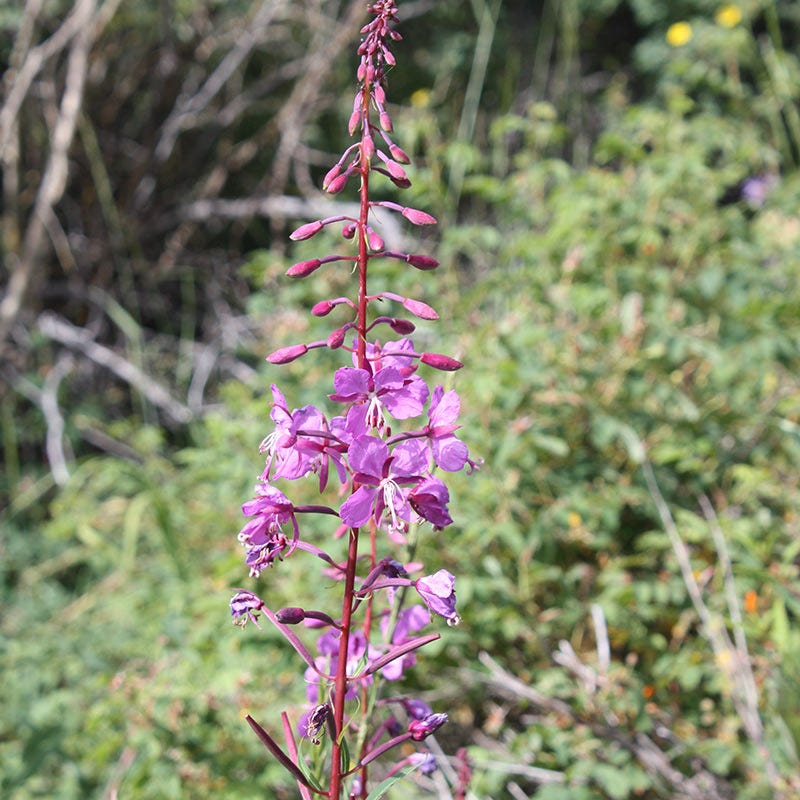 Fireweed Seeds
