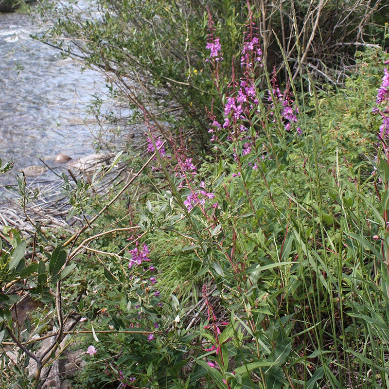 Fireweed Seeds