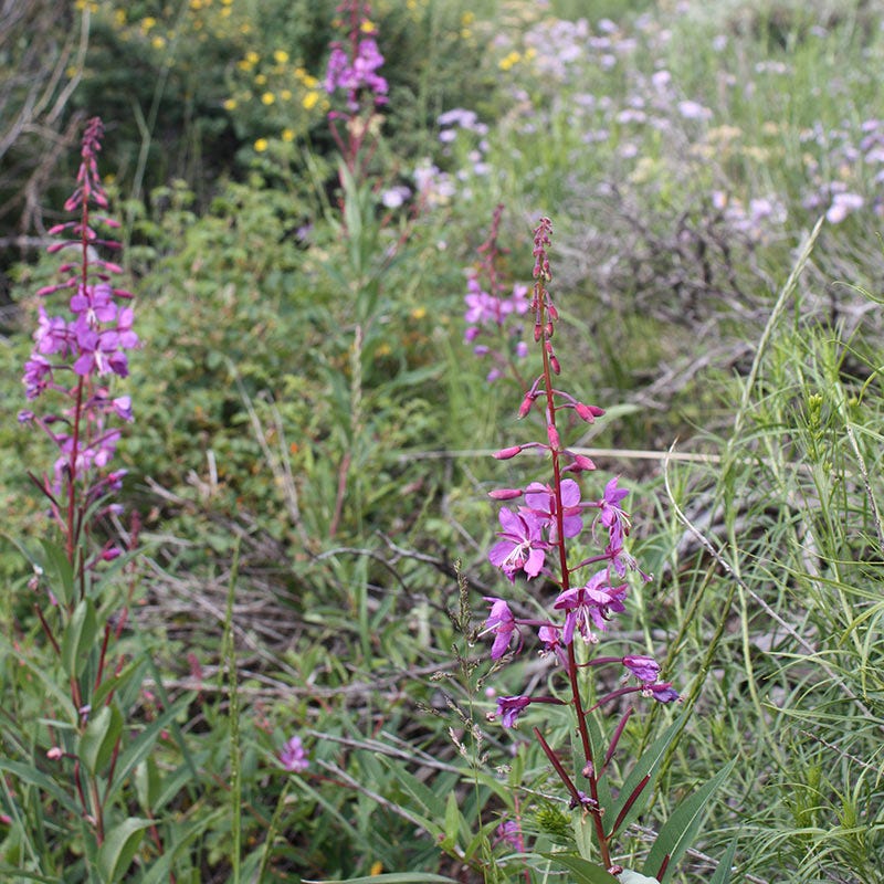 Fireweed Seeds