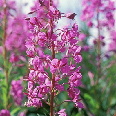 planting fireweed seeds Fireweed Seeds, Chamaenerion angustifolium