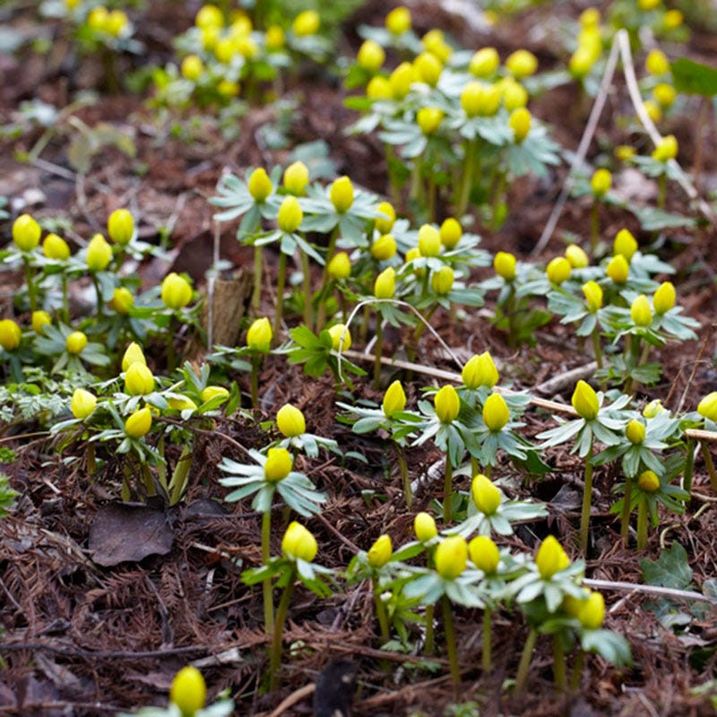 Winter Buttercups