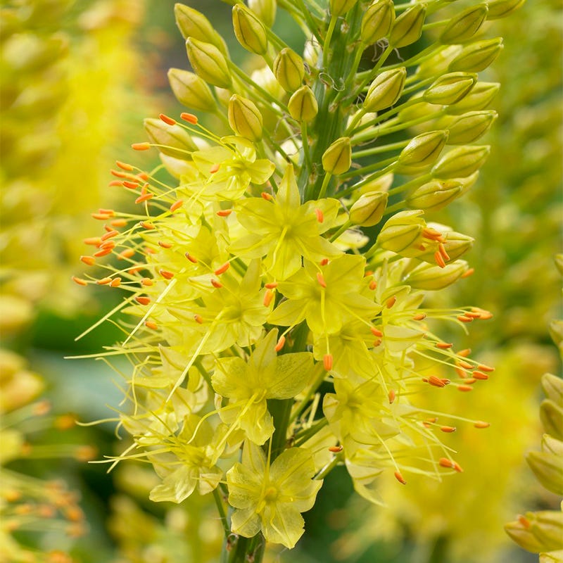 Desert Candle Foxtail Lily