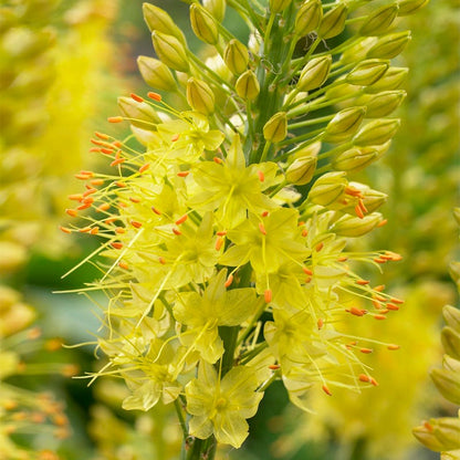 Desert Candle Foxtail Lily