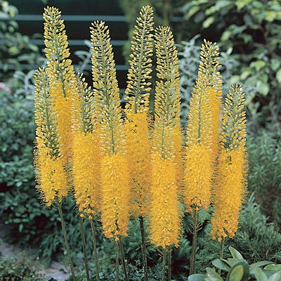 Desert Candle Foxtail Lily