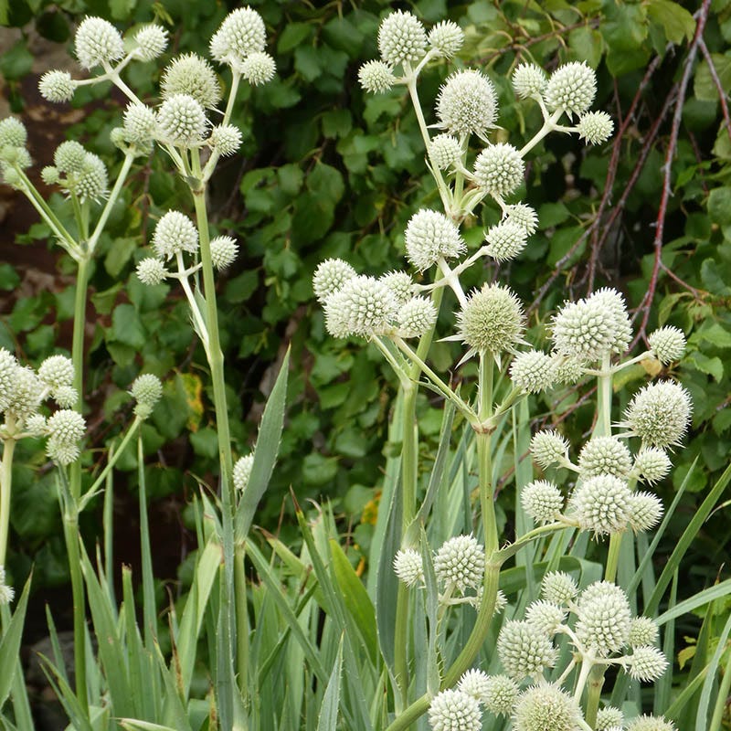Rattlesnake Master