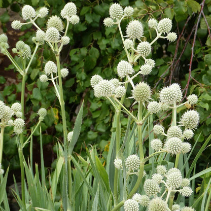 Rattlesnake Master