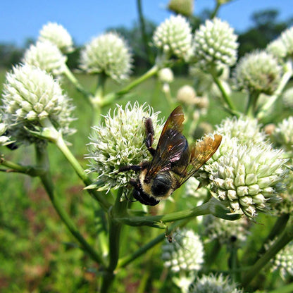 rattle snake master plant Rattlesnake Master, Eryngium yuccifolium