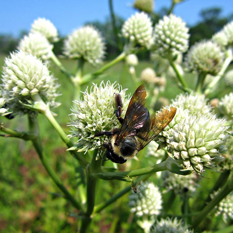 Rattlesnake Master