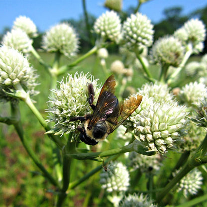 Native Midwest Wildflower Seed Mix