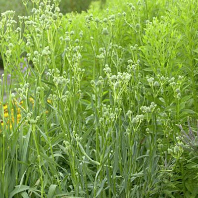 Rattlesnake Master Seeds