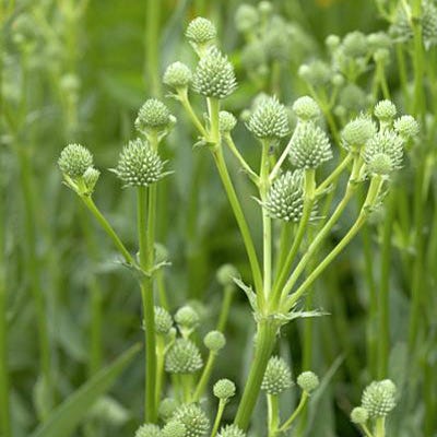 Rattlesnake Master Seeds