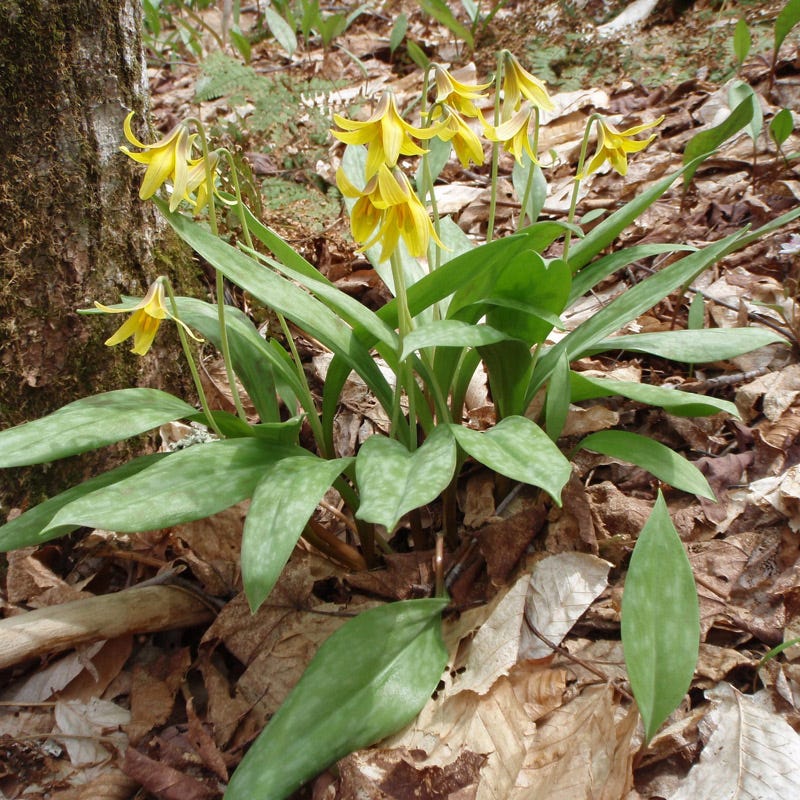 Trout Lily