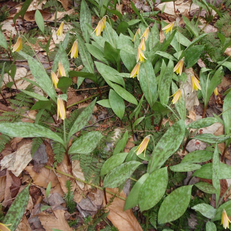 Trout Lily