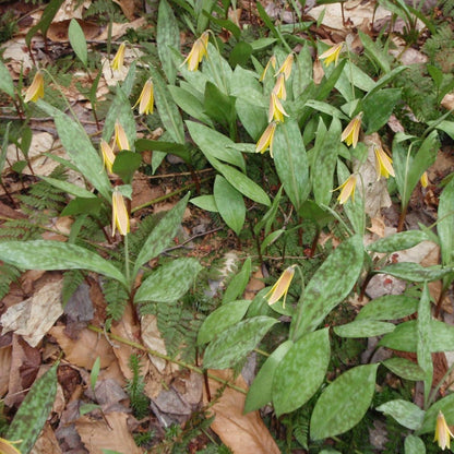 Trout Lily