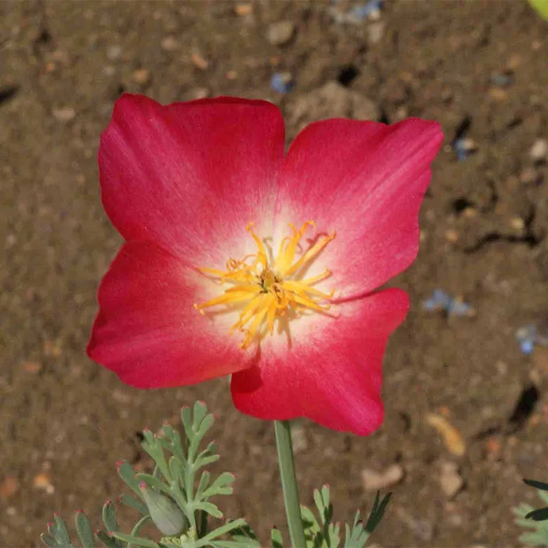 Carmine King California Poppy Seeds