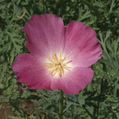 Purple Gleam California Poppy Seeds