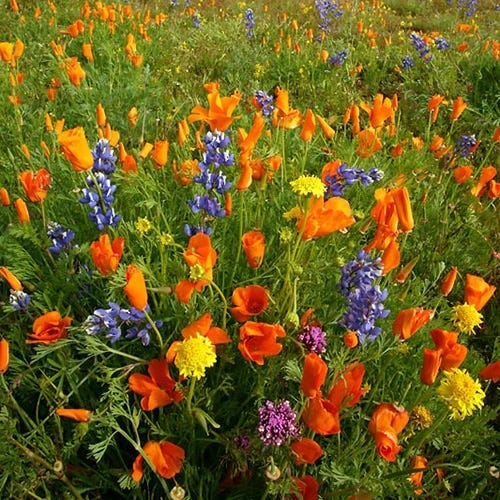 mojave desert wildflower seeds Native Southwest Wildflower Seed Mix