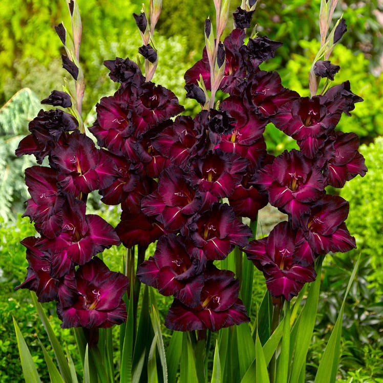 Vintage Bouquet Bulb Collection