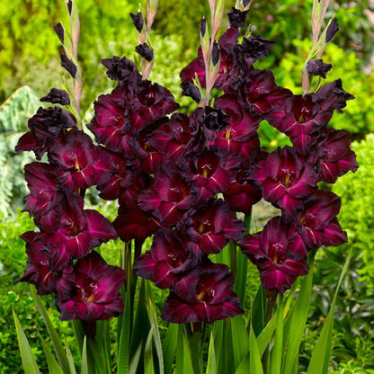 Vintage Bouquet Bulb Collection