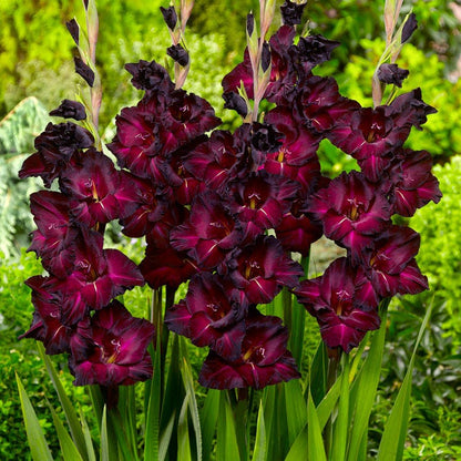 Espresso Gladiolus