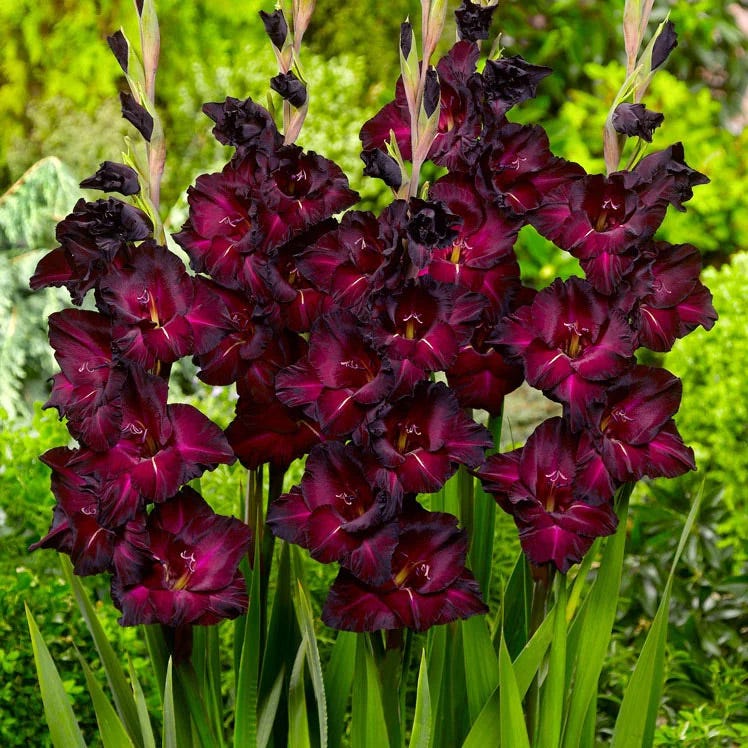 Rainbow Gladiolus Collection