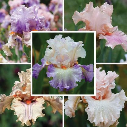 Ethereal Bearded Iris Collection