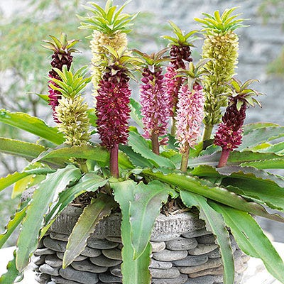 pineapple lily flower plant Pineapple Lily Mix, Eucomis