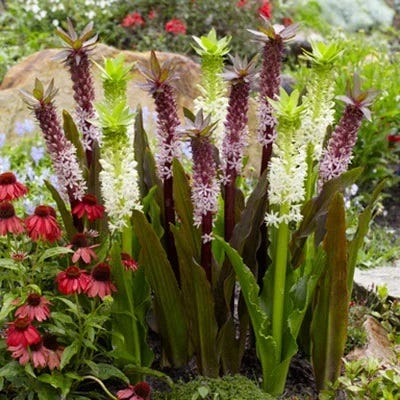 Show and Tell Unique Bulb Collection