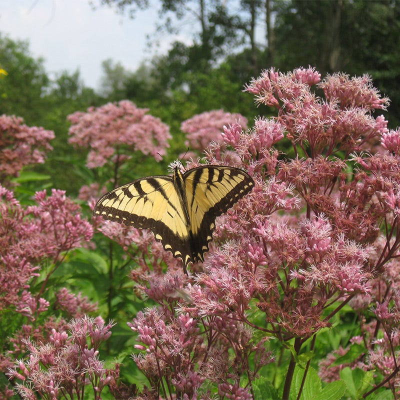 Joe Pye Weed Seeds