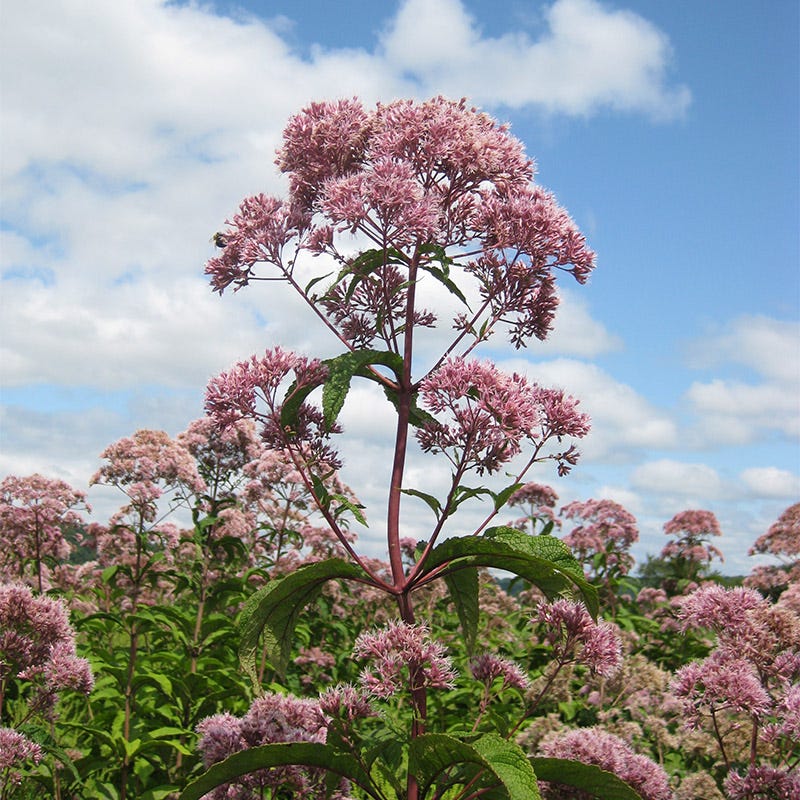 Joe Pye Weed Seeds, Eutrochium fistulosum