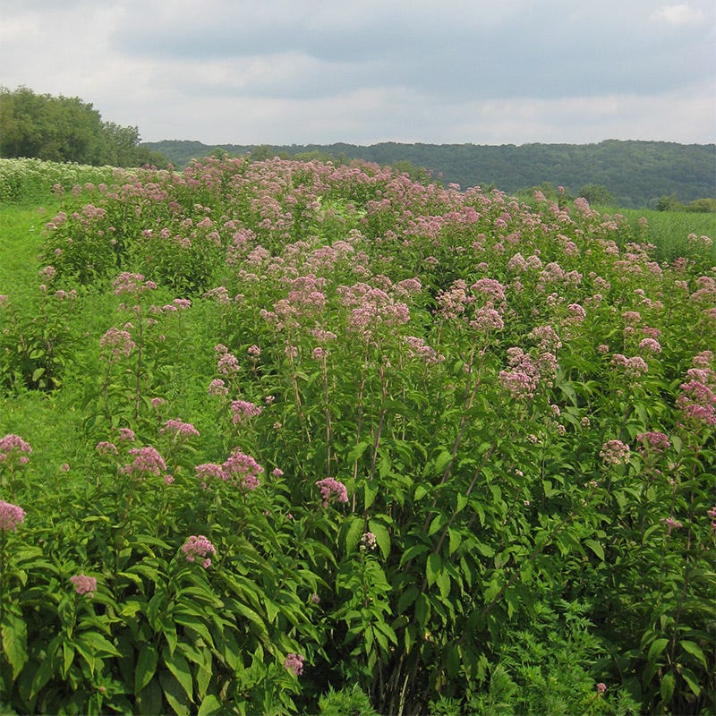 Joe Pye Weed Seeds