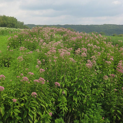 Joe Pye Weed Seeds