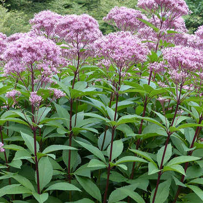 Joe Pye Weed Seeds