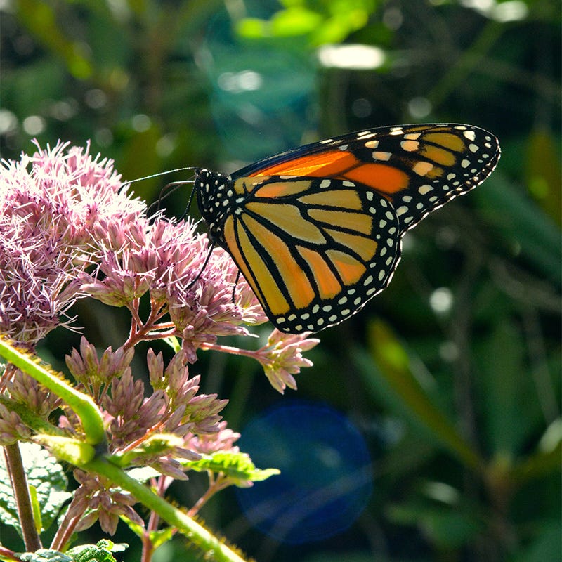 Joe Pye Weed