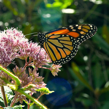 Joe Pye Weed