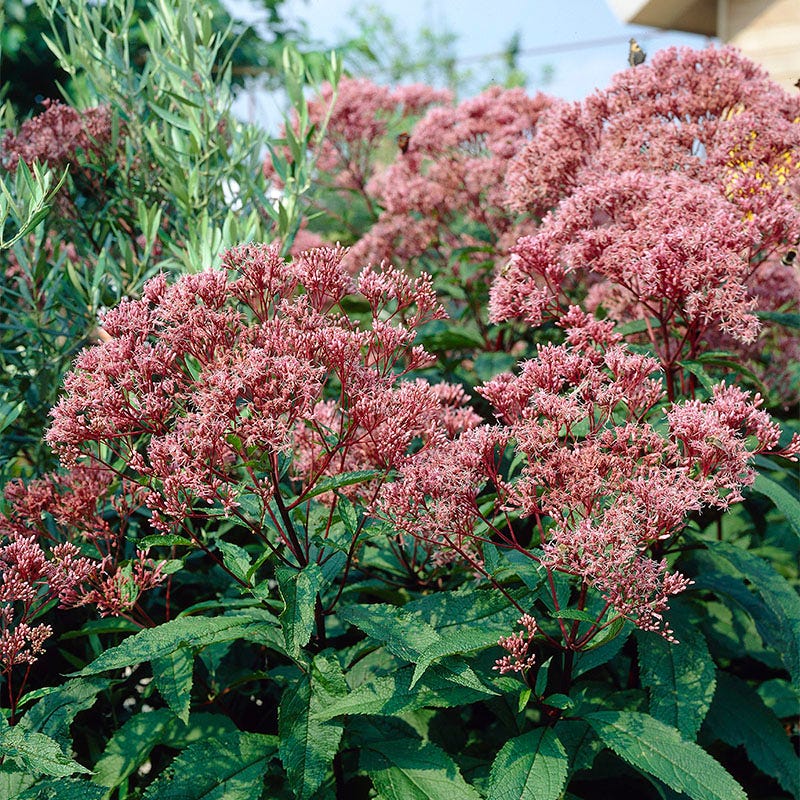 Joe Pye Weed