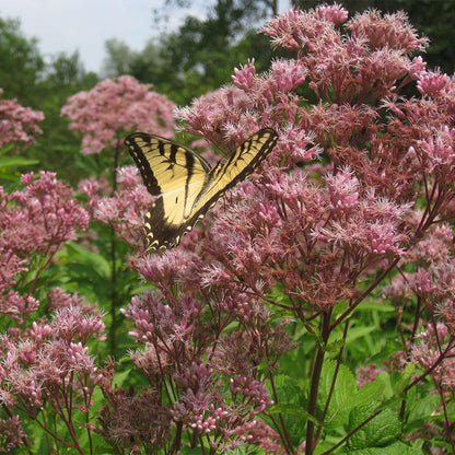 Joe Pye Weed, Eupatorium maculatum