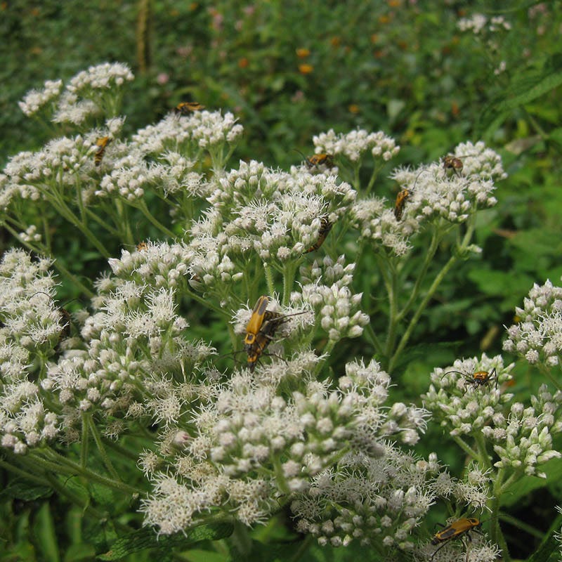 Moonlight Pre-Planned Garden