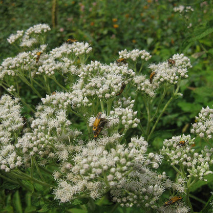 Moonlight Pre-Planned Garden