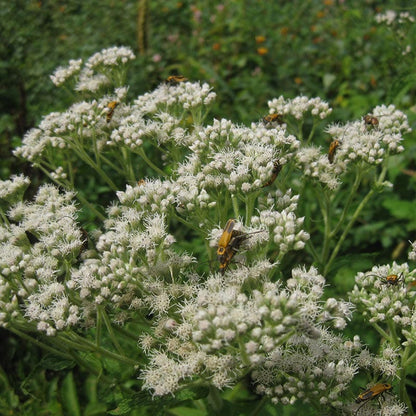 Fireflies Forever Native Plant Collection