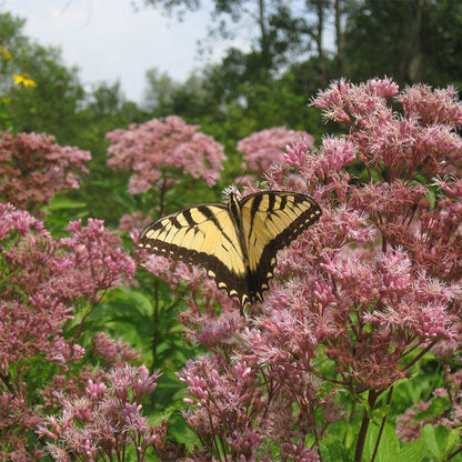 Wet Meadow Wildflower Seed Mix