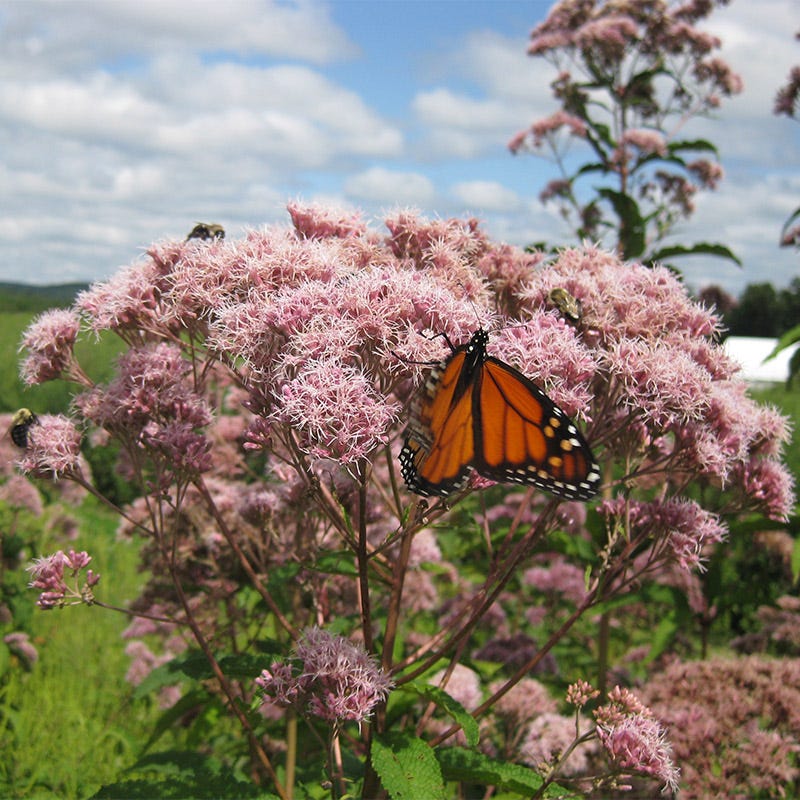 Joe Pye Weed Seeds