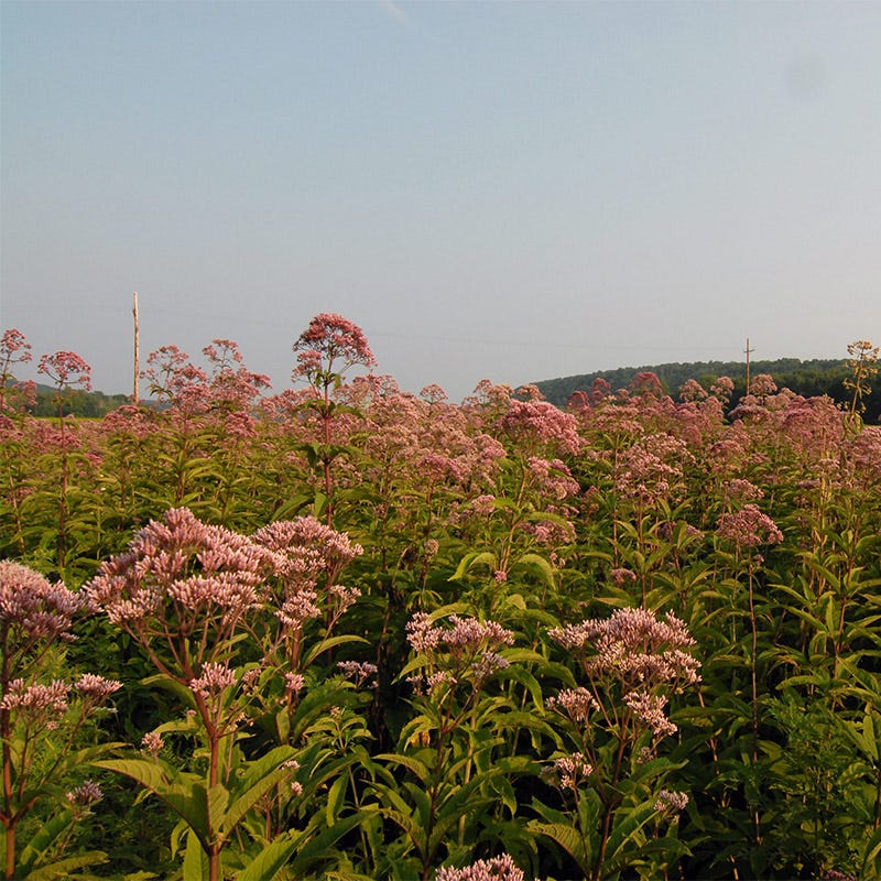 Joe Pye Weed Seeds