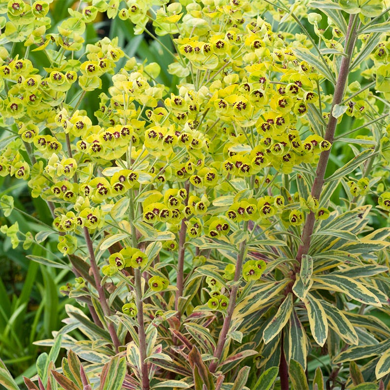 rainbow succulent seeds Ascot Rainbow Euphorbia | Green | Plant