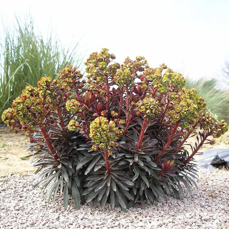 SAHARA™ Blackbird Euphorbia