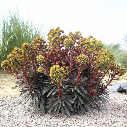 SAHARA™ Blackbird Euphorbia