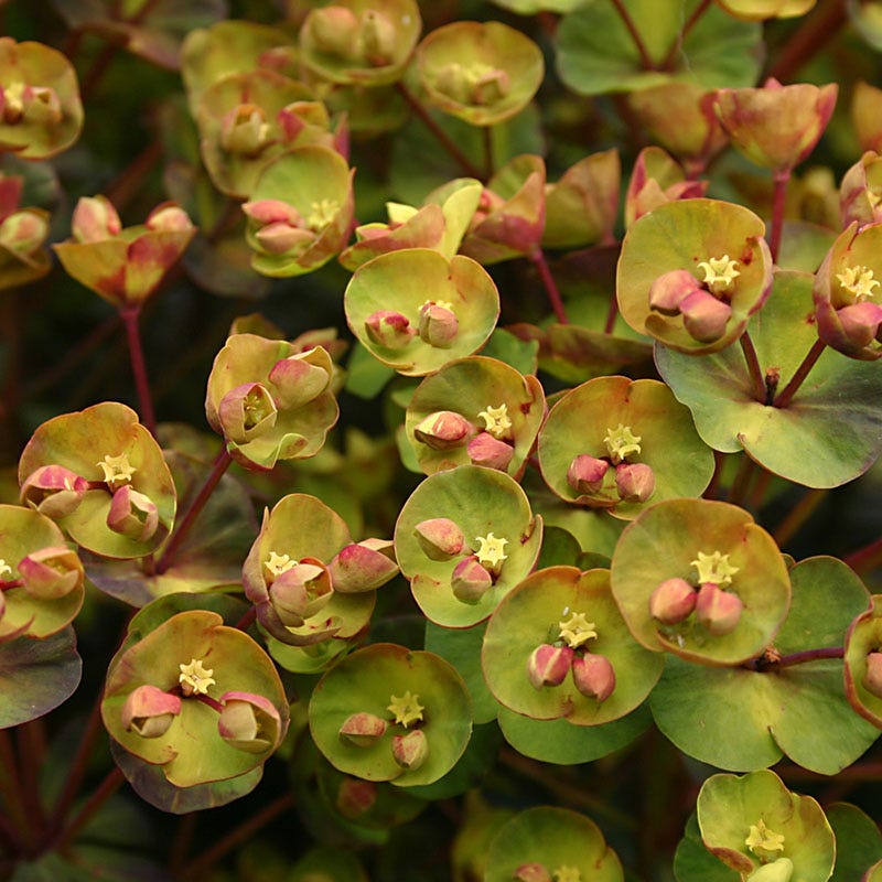 SAHARA™ Blackbird Euphorbia