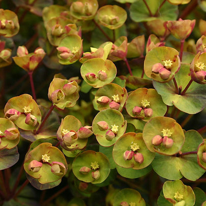SAHARA™ Blackbird Euphorbia